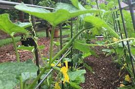 We did not find results for: Livestock Panels Top 10 Clever Uses In The Garden Joe Gardener