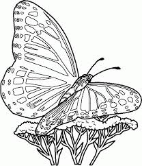 Discover 100s of free coloring pages! Butterfly Coloring Pages