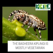 Click a thumb to load the full version. Kalingacre On Twitter The Spider Prefers To Feed On Nectar And Acacia Shrubs No Other Spider Is Known To Deliberately Hunt Plant Parts And Feed On Plants Primarily Kcre Bagheerakiplingi Vegetarianspider Jumpingspider