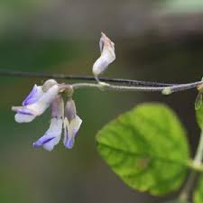 Image result for Hyparrhenia bracteata