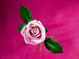 A collection of the top 49 cool pink wallpapers and backgrounds available for download for free. Cool Pink Rose Hd Wallpaper Nature And Landscape Wallpaper Better
