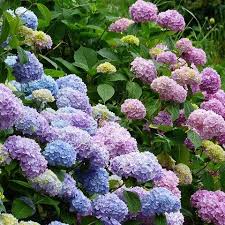 Keep hydrangeas well watered as they wilt quite badly if not watered regularly once planted out Landscaping With Shade Tolerant Hydrangeas Gardensall Ornamentals