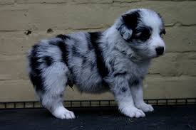 Is an all volunteer 501(c)(3) nonprofit charitable organization dedicated to helping border collies throughout central and north texas. Border Collie Puppies For Sale In India