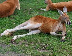 Red Kangaroo Life Expectancy