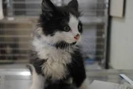 Adopt Secret Agent On Petfinder Norwegian Forest Cat Animals Pet Adoption