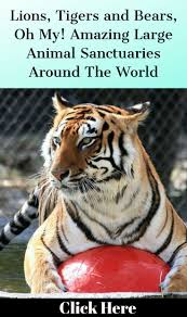 Lions Tigers And Bears Oh My Amazing Large Animal Sanctuaries Around The World Animal Sanctuary Large Animals Animals