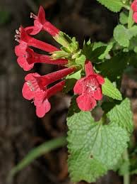 Image result for Leucas deflexa