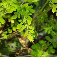 Image result for Moringaceae