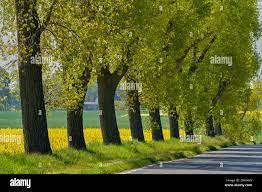 Alamy