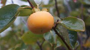 Longan fruit is currently in season and available at richard lyons nursery. 7 Unique Fruit Trees For Southern California