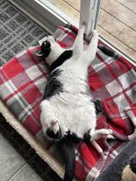 Please help - We want to feed our babies high quality wet food, but they  seem to hate it. : rcats