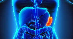 Experiencing pain in the left side of your back? Enlarged Spleen Causes Symptoms And Treatments