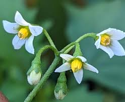 Image result for Solanum americanum