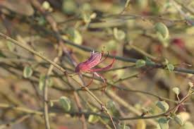 Image result for Adenolobus pechuelii