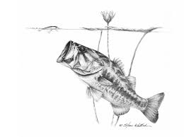 Somewhat remarkably, biological research into largemouth bass color vision extends all the way back to 1937 (responses of the largemouth black bass to color, by f.a. Pencil Art Under The Lilies Lm Bass Steve Whitlock Game Fish Art Steve Whitlock Game Fish Art Inc