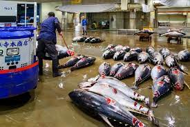 Why Seafood Shouldn T Be Blamed For The Spread Of Covid 19 The Fish Site
