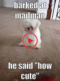 barked at the mailman かわいいミーム 面白い犬 面白い動物