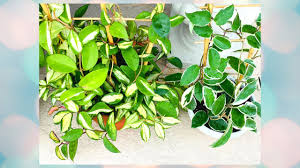 Hoya krimson queen vs princess. Hoya Carrnosa Krimson Queen Tricolor And Princess Variegated Youtube
