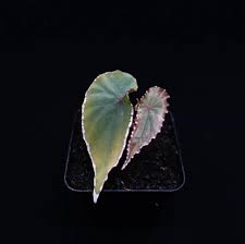 Image result for Neoboutonia