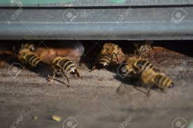 But there is simply no reason to indiscriminately kill these magnificent little creatures. Swarm Of Bees In Front Of A Bee House Stock Photo Picture And Royalty Free Image Image 119211439