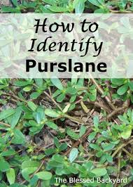 Purslane (portulaca oleracea l.) lawn weed identification and control purslane is a summer annual weed that can be found in lawns, gardens and landscape beds throughout the united states. Pin On Survival 1