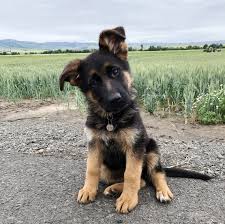 Please consult with our shipping department prior to purchasing a puppy for shipping. Rose German Shepherd Dog Puppy 598041 Puppyspot