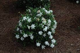Blooming in early summer and sporadically during the rest of the summer, this. Frost Proof Hardy Gardenia Calloway S Nursery