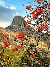 Image result for Pavetta gerstneri