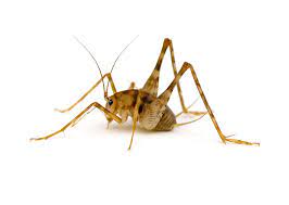 They have two long, back legs and 2 very long antennae. Camel Cricket Permatreat Pest Termite Control