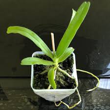 Image result for Cyrtorchis neglecta