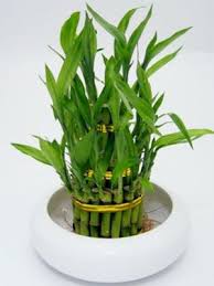 Black Bamboo Plants For Sale Gauteng Send Cakes To Noida Flowers Home Delivery Greater Noida Indoor Bamboo Plant Lucky Bamboo Plants Bamboo Plants