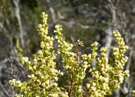 Image result for Microcharis