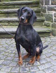 Black And Tan Dog Breeds List Austrian Black And Tan Hound Dog Breeds Hound Dog Dog Quiz