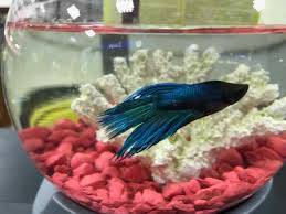 8 Easy Tips To Ensure Your Freshwater Fish Are Happy And Healthy Fish Betta Fish Tank Freshwater Fish