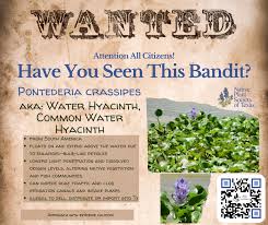 Image result for Pontederia crassipes