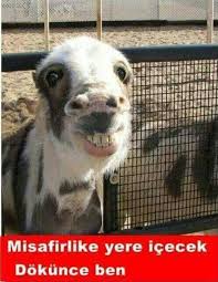 Zeki Adli Kullanicinin Komik Resimler Panosundaki Pin Komik Hayvan Komik Hayvan Fotograflari Hayvan