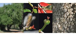 Image result for Spirostachys africana