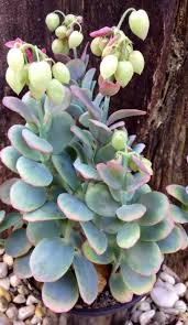 Kalanchoe Marnieriana In Bud May 2015 Planting Succulents Succulents Plants