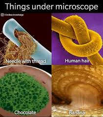 I wish I had powerful microscope at home 😩 : r/biology