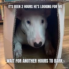 10 Best Walter Dog Memes Story Behind The Hilarious Nelson Dog Memes Create Memes Memes