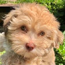Adopt a havanese near you in texas. April S Toy Malti Shi Poos