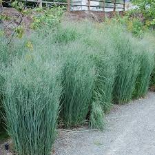 Image result for Panicum merkeri