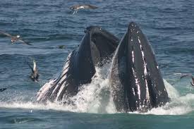 What Is A Filter Feeder Exploring The Mechanics Of Filter Feeding Filter Feeder Humpback Whale Whale