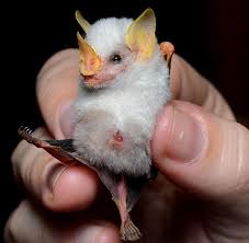 And a great pet costs large amounts of coin so i think 20m. 15 Super Cute Honduran White Bat Facts Fact Animal