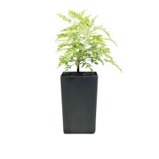 Image result for Aframomum wuerthii