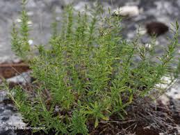 Image result for Satureja