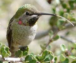 I live in southern california and the hummingbirds like my lily of the valley and lily of the nile. 22 Hummingbirds Southern California Ideas Hummingbird Hummingbird Garden Butterfly Species