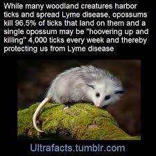 Ultrafacts Animal Facts Opossum Animals Beautiful