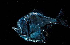 Smithsonian Magazine On Twitter Fish Fish Feed Types Of Fish