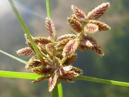 Image result for Pycreus sanguinolentus